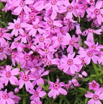 Phlox 'Marjorie' - 8cm pot 